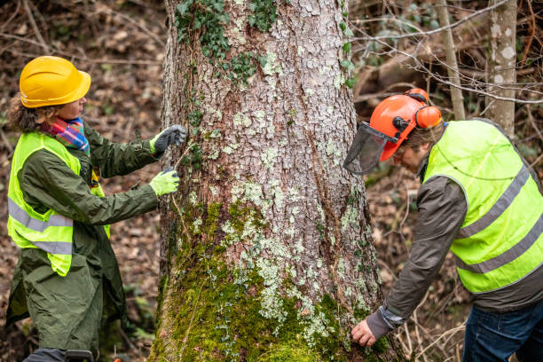 Best Tree Planting  in USA